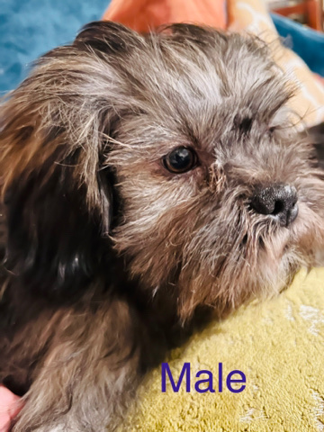 Shih Tzu – ShihTzu Puppies ready for loving home!