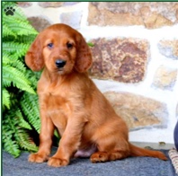 Irish Setter – Dog for Sale