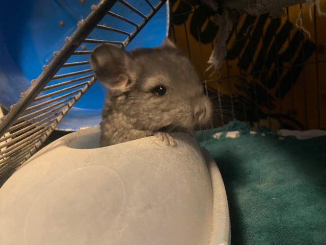 chinchilla – Chinchillas