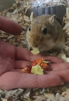 Any – Gerbils and Accessories