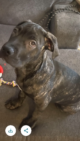 Cane Corso – 2 Can Corso mixed puppies
