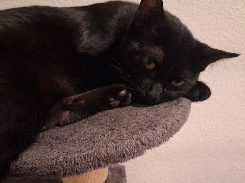 kitty – Fresno