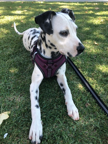 Dalmatian – Female Dalmatian