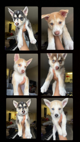 Siberian Husky – Husky puppies