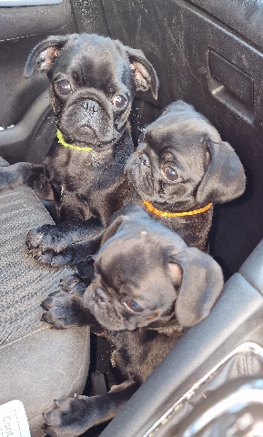 Pug – 4 pug pups ready for loving homes