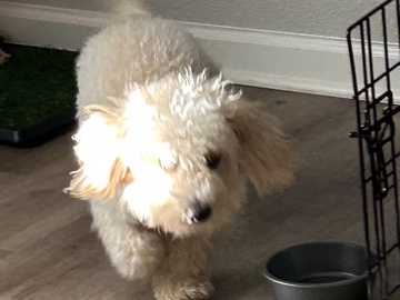 Poodle – cotton poodle