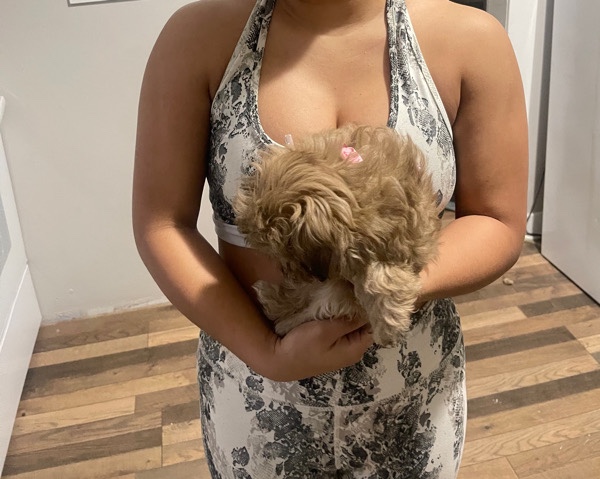 Shih Tzu – my sweet coca needs a home