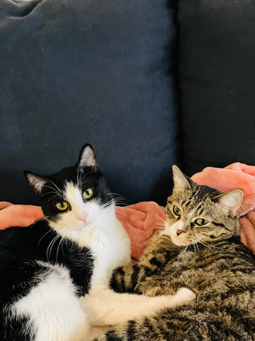 American Shorthair – rehoming cats