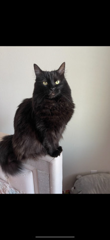 Chantilly-Tiffany – Beautiful Chantilly cat