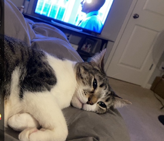 3 cats in need of a good home or homes