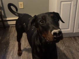 Phoenix the Doberman