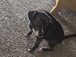 Mixed Breed – girl – Jacksonville