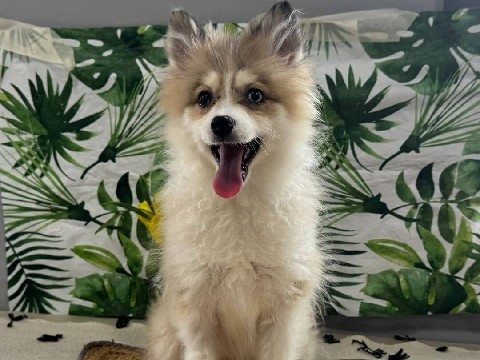 Pomsky – Holly... Pomsky puppy – Boston