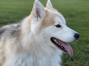 Siberian Husky – Very Chill Huskey – Marysville
