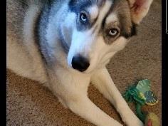 female husky