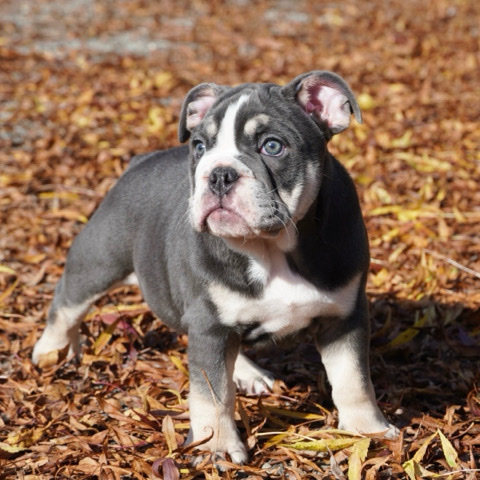 Bulldog – English bulldog