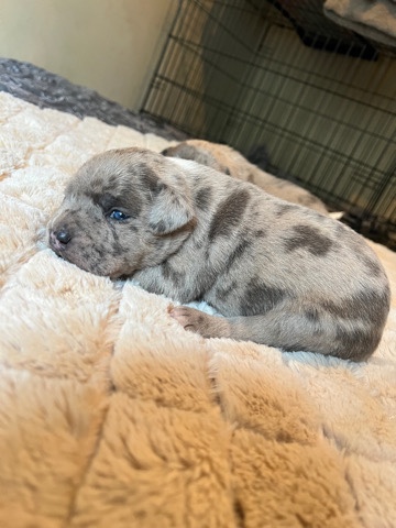 pocket bullies available first shot will be admin