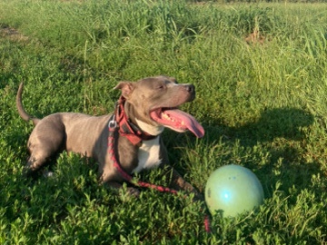 American Staffordshire Terrier – Enzo - American Staffordshire blue nose – Parabiago