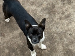 Chihuahua – Male Chihuahua mix – Katy