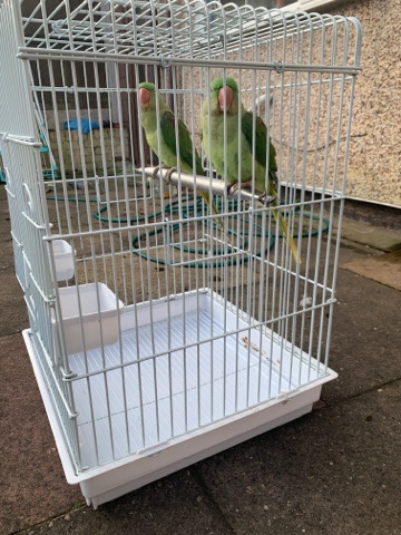 10 months old fully tamedalexandrine talking pair
