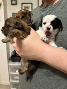 puppies