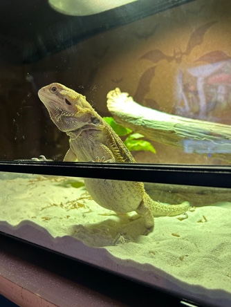 Bearded Dragon