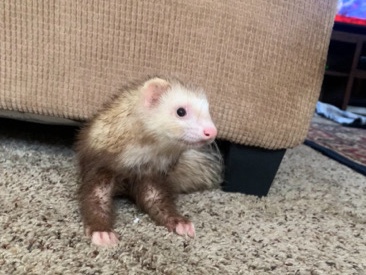 Marshall the ferret