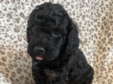 Goldendoodle – Adorable Male Goldendoodle Puppy for Sale – 6 Weeks Old – Homerville