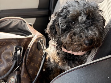 Poodle – Merle miniature poodle – Durham