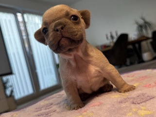 French Bulldog – Französische Bulldoggen Welpen – Борхен