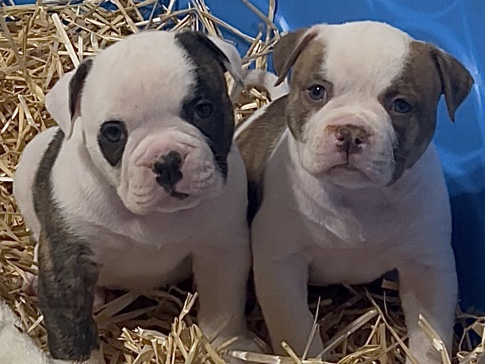 American Bulldog - American Bulldogs  available for adoption in Las Vegas