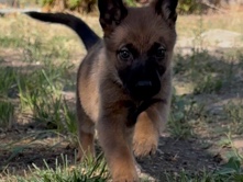 German Shepherd – German shepherd mix Belgian shepherd