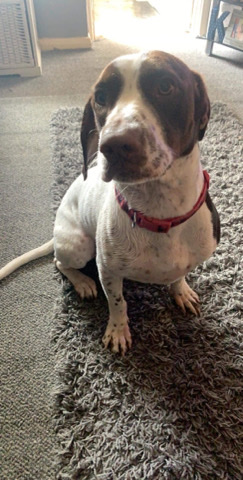 Marley is looking for a forever home! 