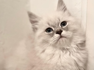 Siberian – Neva Masquarade Katzen – Wien