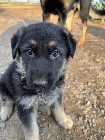 German Shepherd – 7 week German Shepard