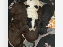 English Cocker Spaniel – stunning Cocker spaniel puppy’s