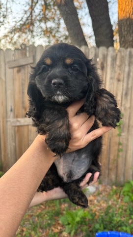 Cocker Spaniel