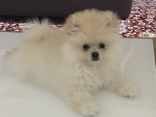 Pomeranian – Pomeranian – Kolding