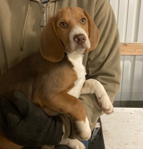 Beagle – Pure Bread Beagle Pups