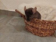 chinchilla 