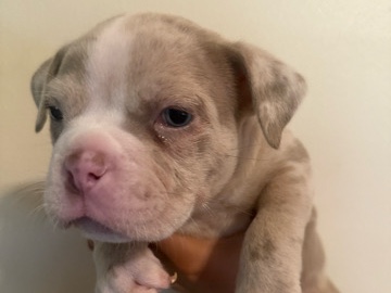 American Bulldog – AVAILABLE NOW: Handsome 7-Week-Old Male Bully Puppy – West Chicago