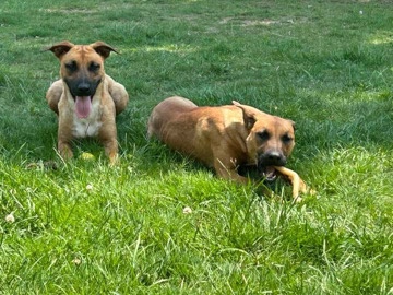 Belgian Shepherd Dog (Malinois) – Rehoming 2 Belgian Malinois/Pitbull/Boxer dogs – North Babylon