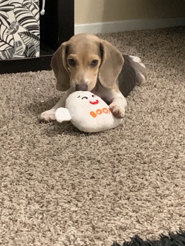 Beagle – Cleopatra ( Christmas Puppy)