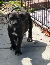 cane corso puppy
