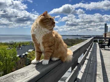 Playful Orange Tabby Cat – Mequon