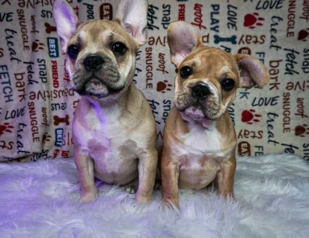 French Bulldog β French bulldogs π₯π₯