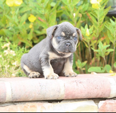 French Bulldog – French bulldog (fluffy carrier)