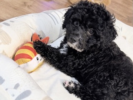 Poodle – Adorable Pedigree Toy Poodle Puppy – 3.5 Months Old – Leesburg