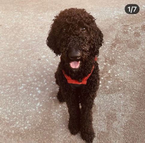 Goldendoodle Puppy