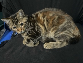4 month old kitten/cat – Shipley